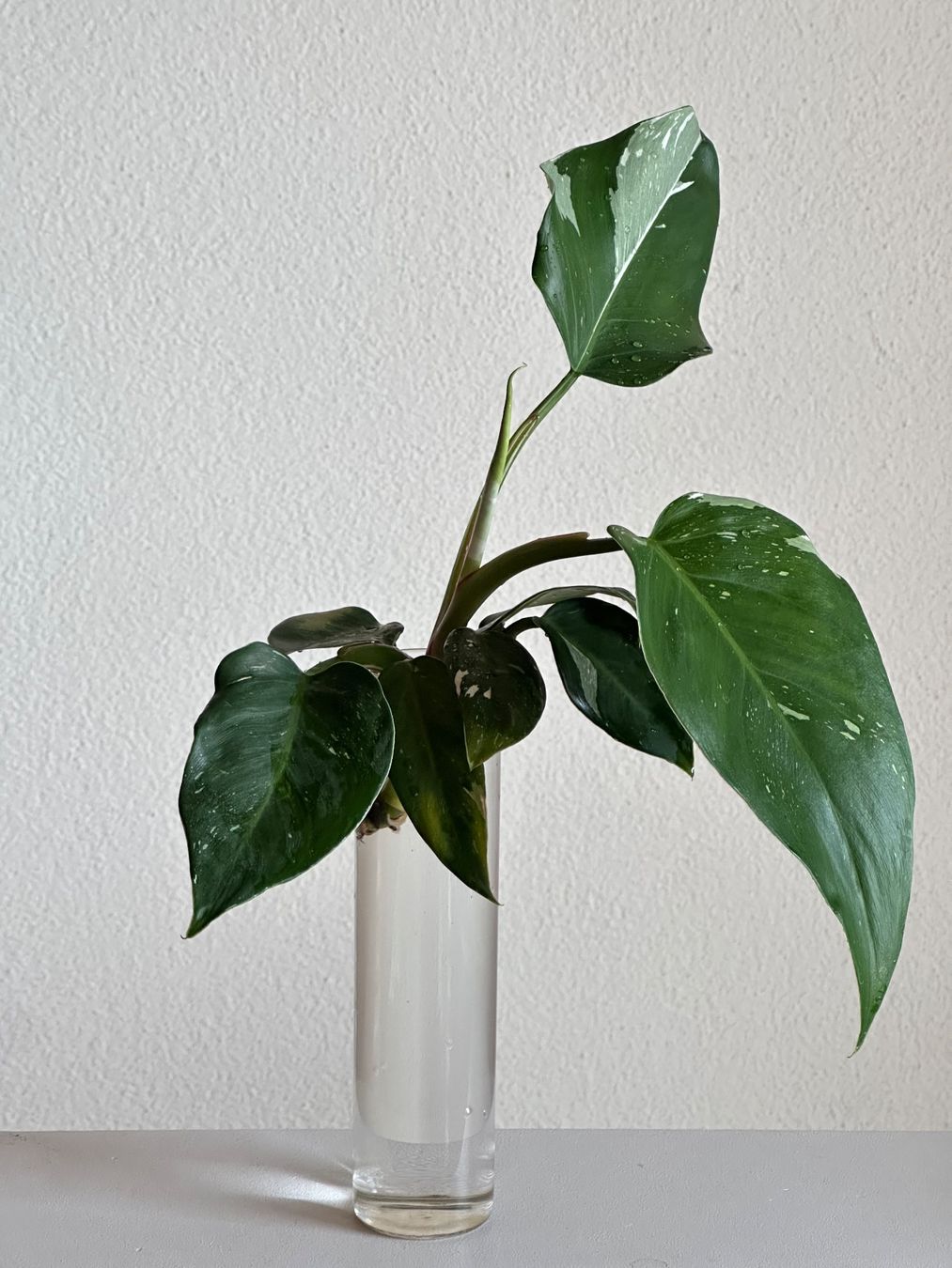 Piante & sementi: Philodendron White Princess 'Tricolor' bewurzelter Steckling – Usato da Zürich venduto da ong8