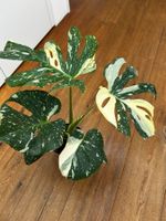Monstera Thai Constellation💚