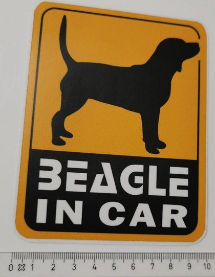Sticker: Beagle in car   (Aufkleber, PVC) – Nuovo e nell'imballaggio originale da Wilen b. Wollerau venduto da morethanmusic