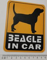Beagle in car   (Aufkleber, PVC)