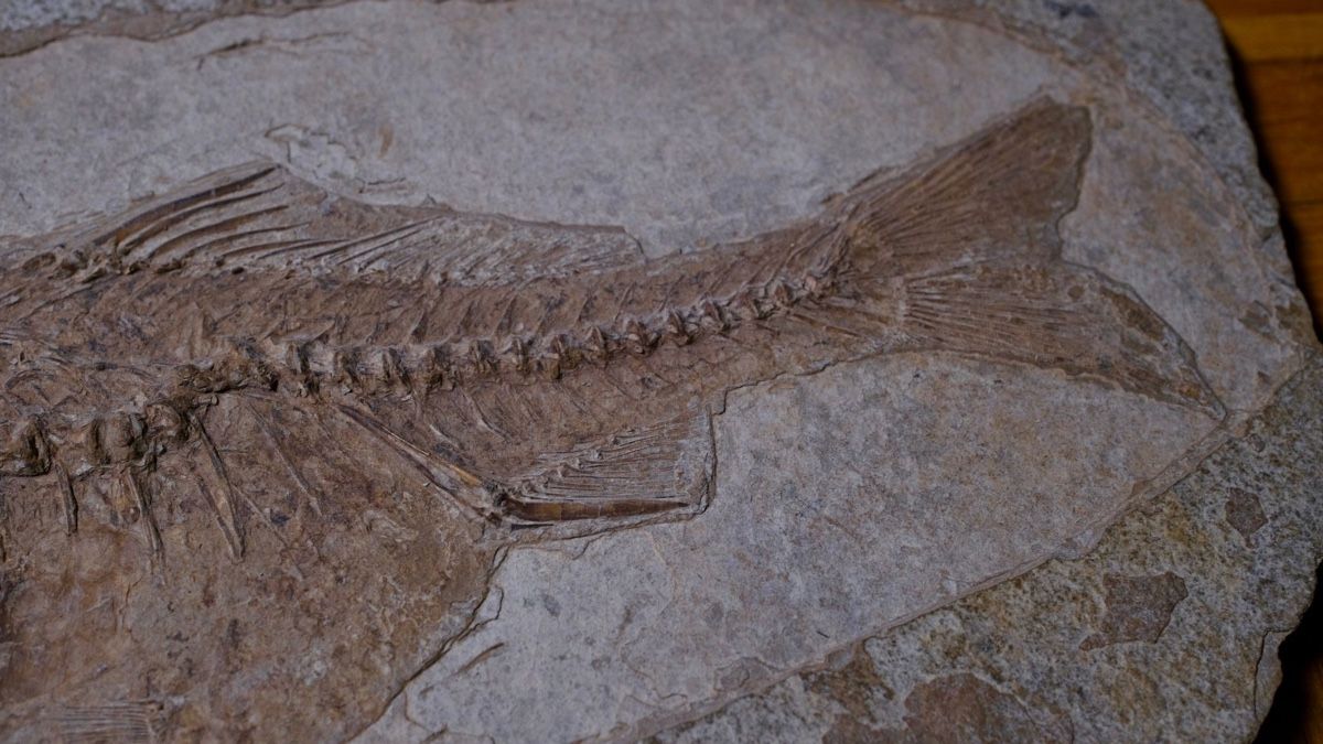 Fossili: Fossil - Dapalis macrurus – Usato da Biel/Bienne venduto da nimmes 2