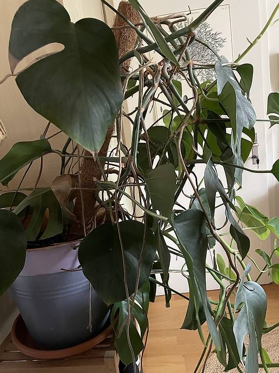 Piante & sementi: Monstera – Usato da Basel venduto da ama_qq9k 1