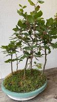 Bonsai Buchenwäldli