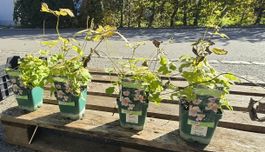 Herbst-Anemone «Ouvertüre» – 4 Pflanzen im Set