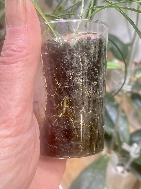 Pflanzen & Samen: Hoya stenophylla – Gebraucht aus Schönholzerswilen von Leavylounge 2