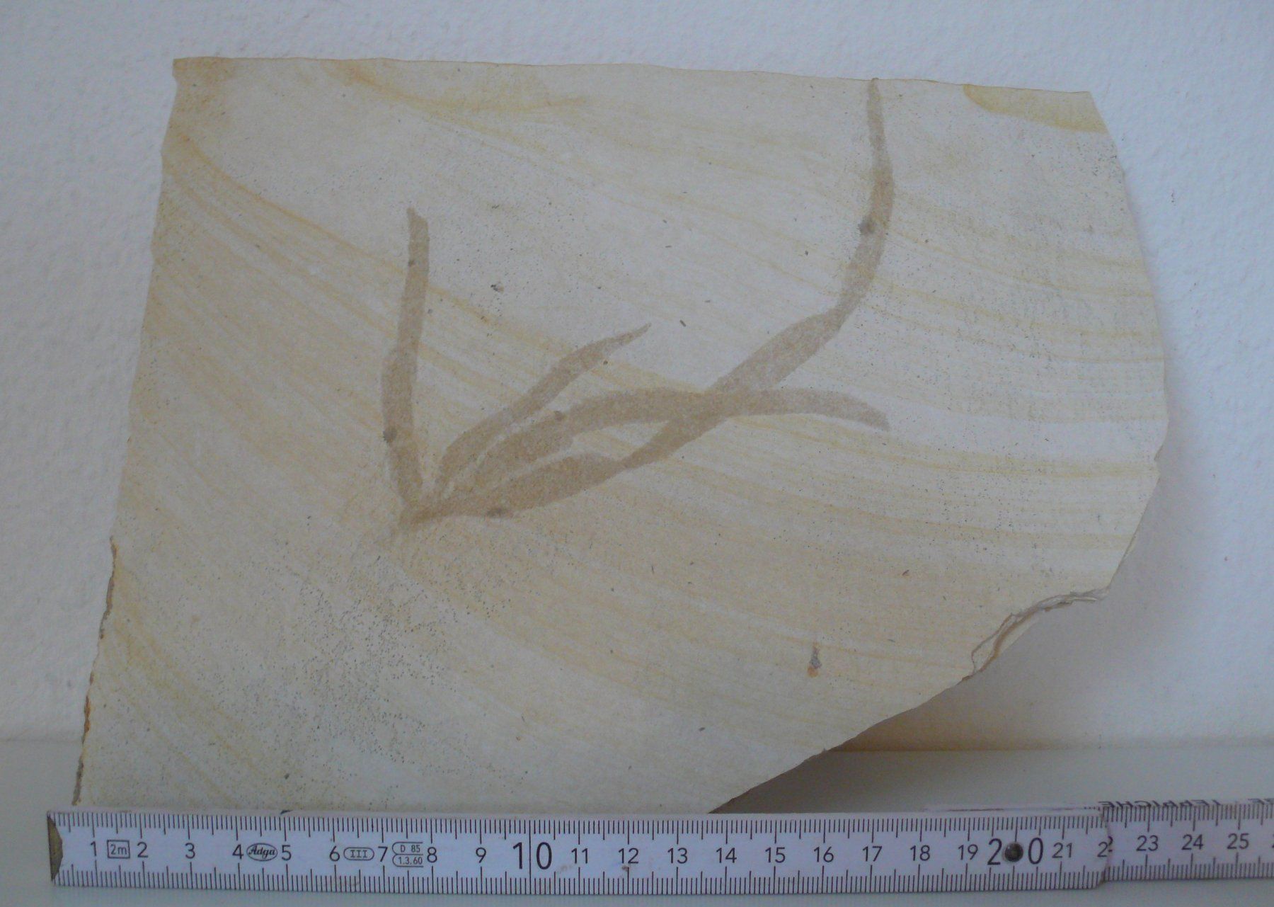 Fossili: Alge oder Farn, Pflanzen-Fossil Solnhofer Platten, selten – Usato da Birmenstorf AG venduto da tritonius