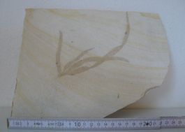 Alge oder Farn, Pflanzen-Fossil Solnhofer Platten, selten
