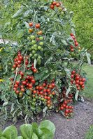 50 Samen Tomate GARTENPERLE