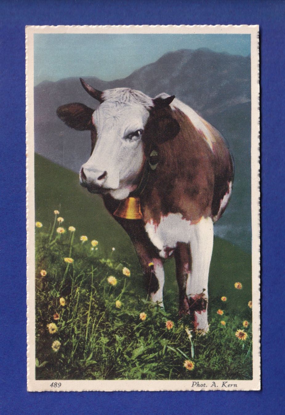 Ansichtskarten: VACHE – Gebraucht aus Pully von nicecards-shop