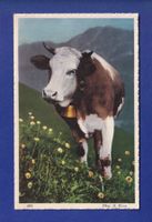 VACHE