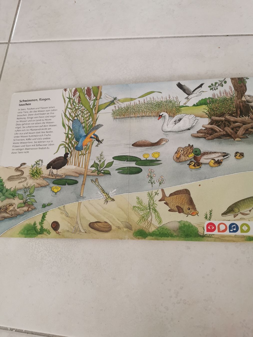 Bücher: Tiptoi Buch Bilderlexikon Tiere – Gebraucht aus Brunnen von JJaime 1