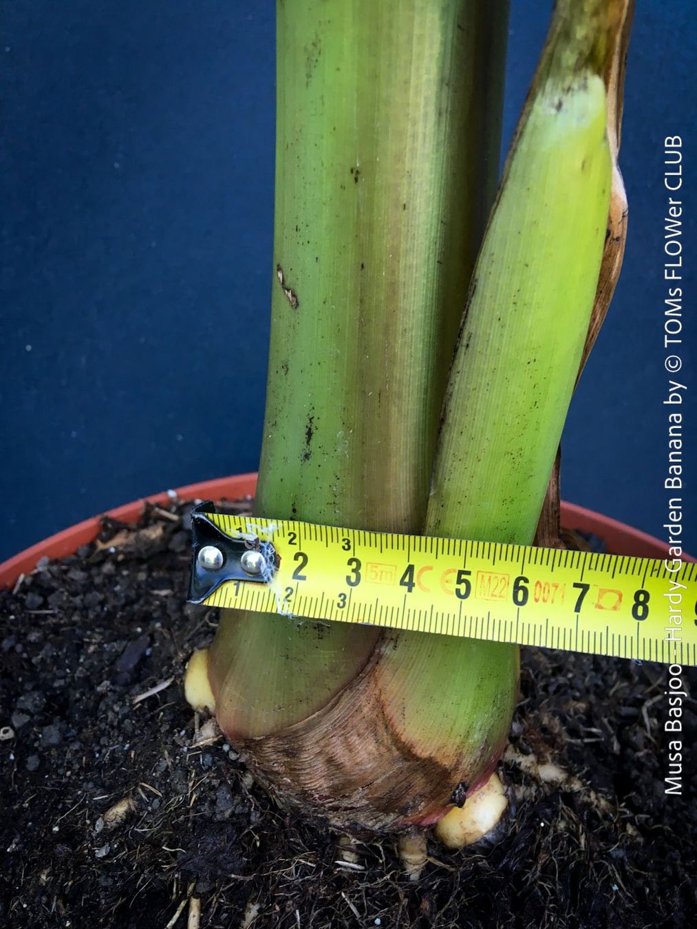 Piante & sementi: Winterharte Gartenbanane 140cm - Musa Basjoo - Top robust – Nuovo e nell'imballaggio originale da Adliswil venduto da astom369 1
