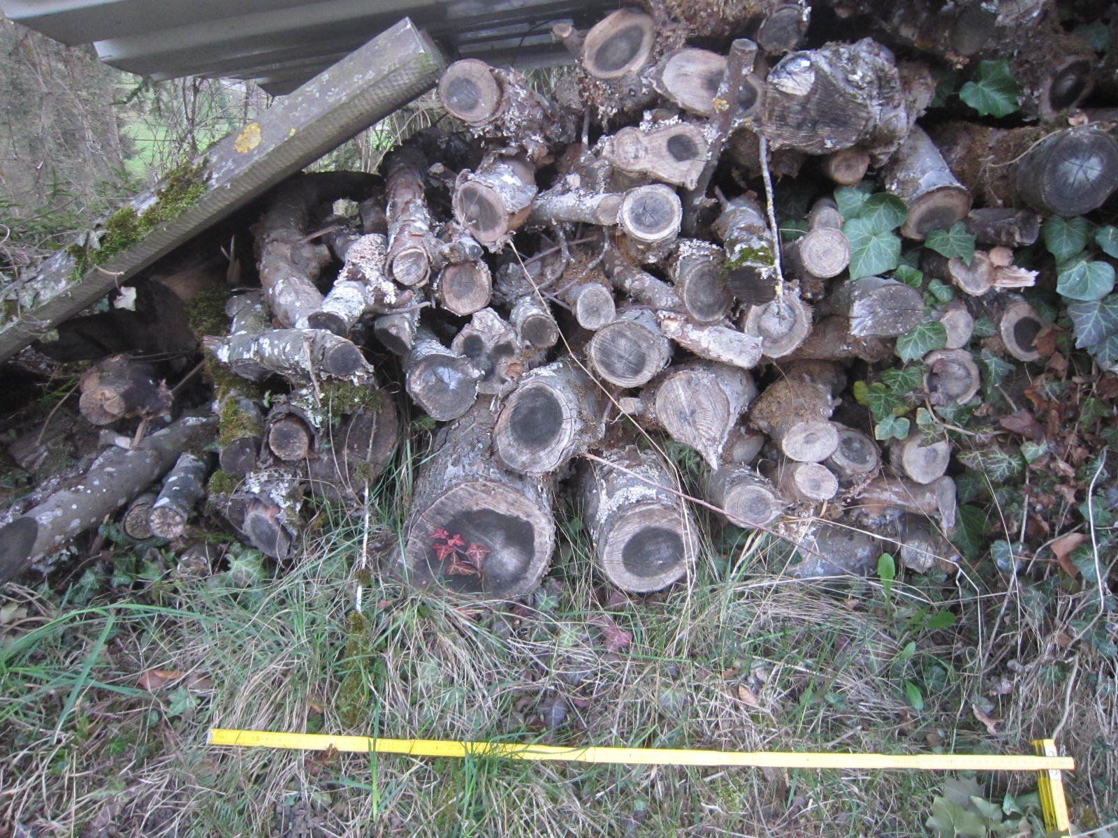 Articles en bois: Brennholz Apfelbaum – D'occasion à Böttstein par koehlerkafi 2
