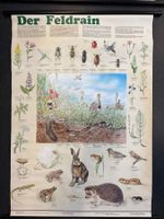 Schulwandbild / Naturtafel: Der Feldrain