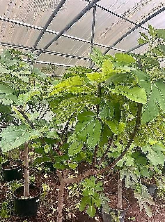 Piante & sementi: Aktion Feigenbaum Grösse L – Nuovo e nell'imballaggio originale da Zuckenriet venduto da Thur_Plant 2
