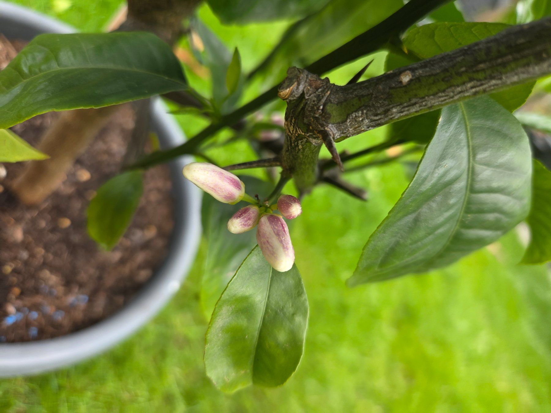 Piante & sementi: Orange baum  arcobal mit Früchten und Blüten – Usato da Unterlunkhofen venduto da tomnova 4