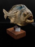 Präparierter Piranha auf Holzsockel