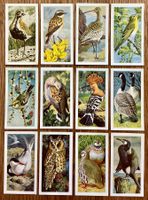1965 - 12 Vintage WILD BIRDS IN BRITAIN Sammelbilder England