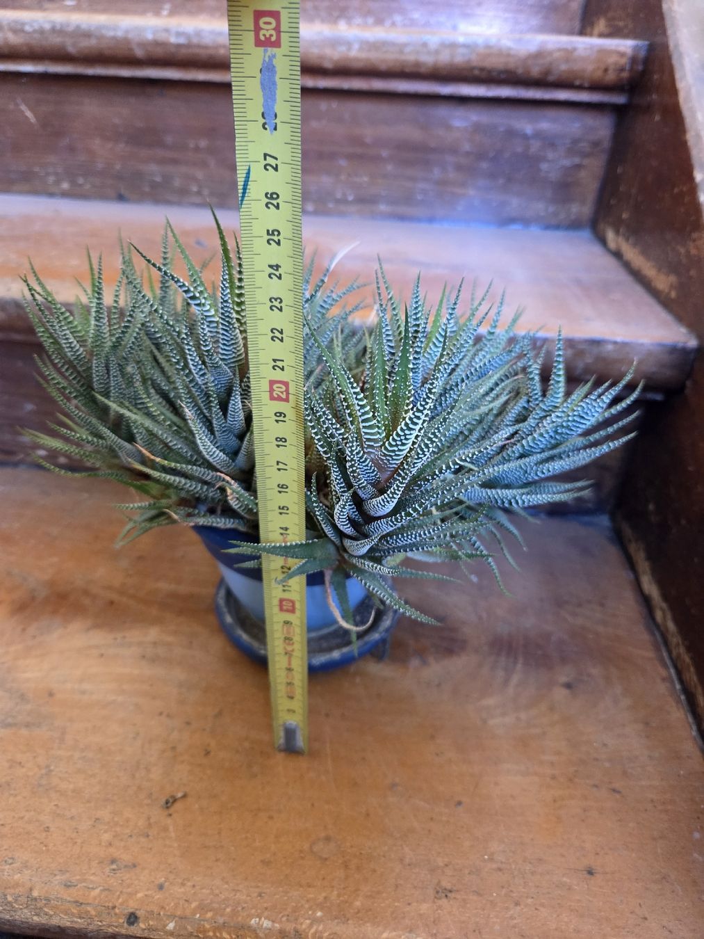 Pflanzen & Samen: Haworthia – Gebraucht aus Wädenswil von weihpos 2
