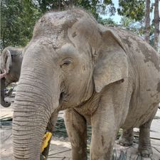 Profile image of siya_