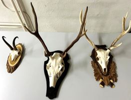 3xJagdtrophäen