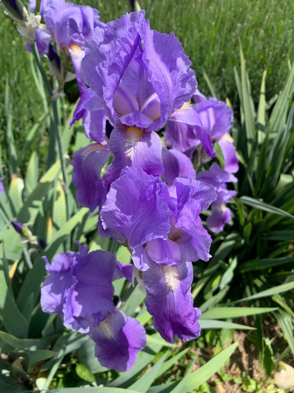 Pflanzen & Samen: 3 Bart-Iris Schwertlilien winterharte Gartenpflanze Versand – Neu (gemäss Beschreibung) aus Auenstein von mar_8mxd 4