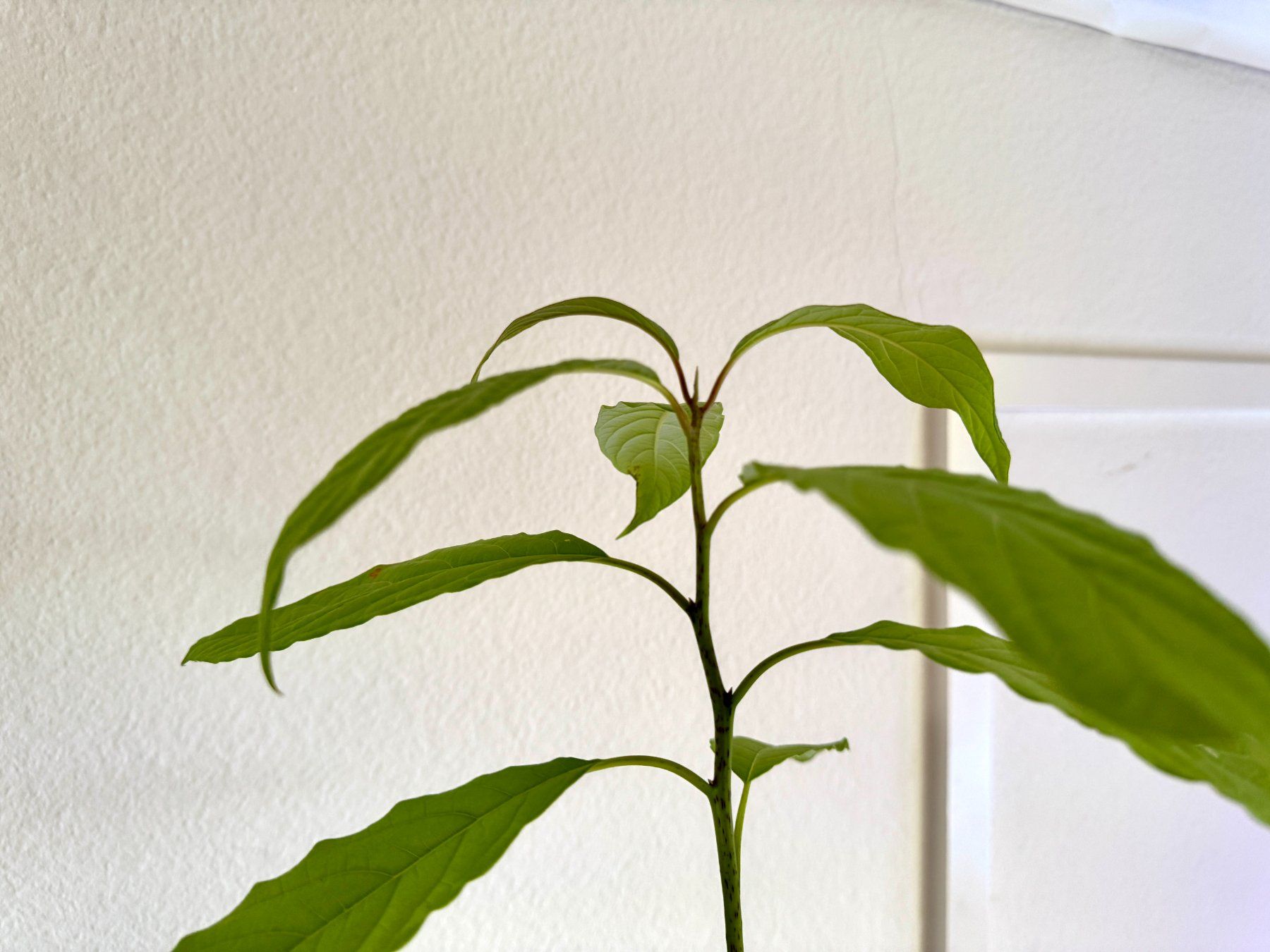 Piante & sementi: Avocado Baum – Usato da Schlieren venduto da Edgar_k 5