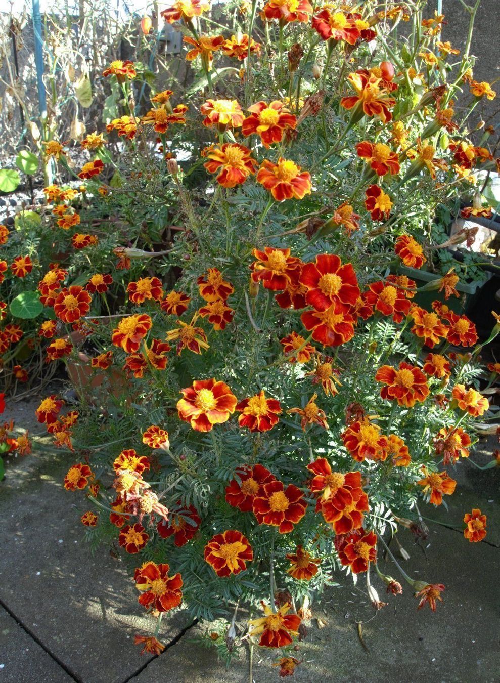 Piante & sementi: Samen Tagetes  20-30Stk 2026 – Usato da Schwaderloch venduto da bademeister79