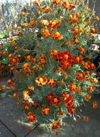 Samen Tagetes  20-30Stk 2026