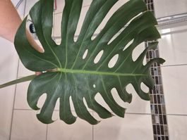 Riesensteckling Monstera Deliciosa