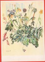 BLUMEN Sommerblumen 1945