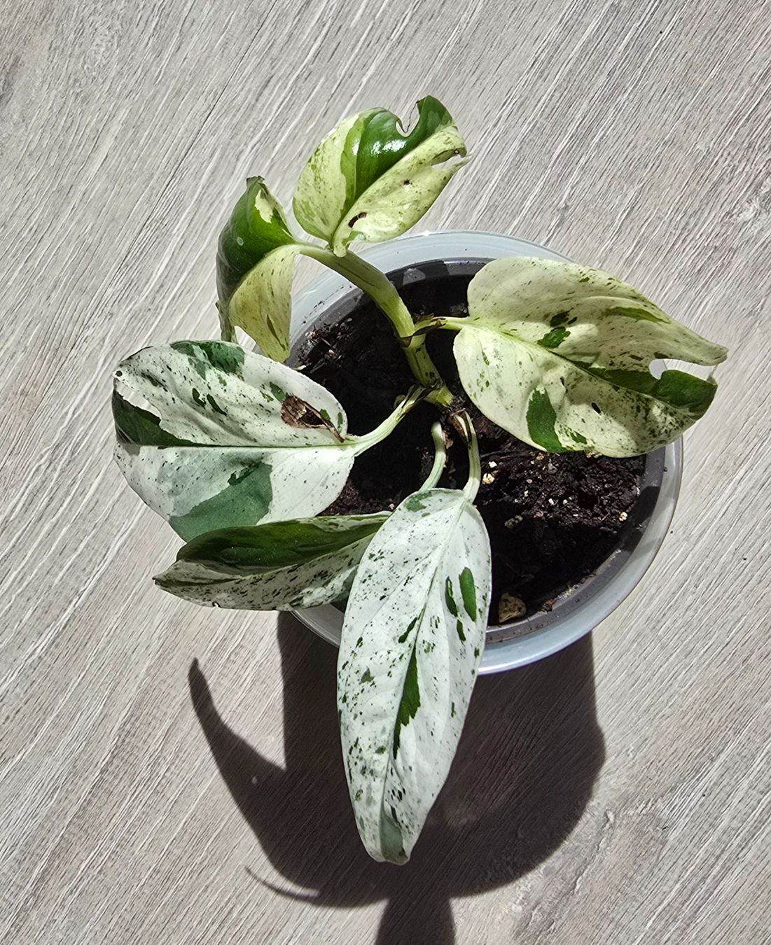 Piante & sementi: Epipremnum marble variegata – Nuovo (secondo la descrizione) da Aarburg venduto da Glitzerschein 4