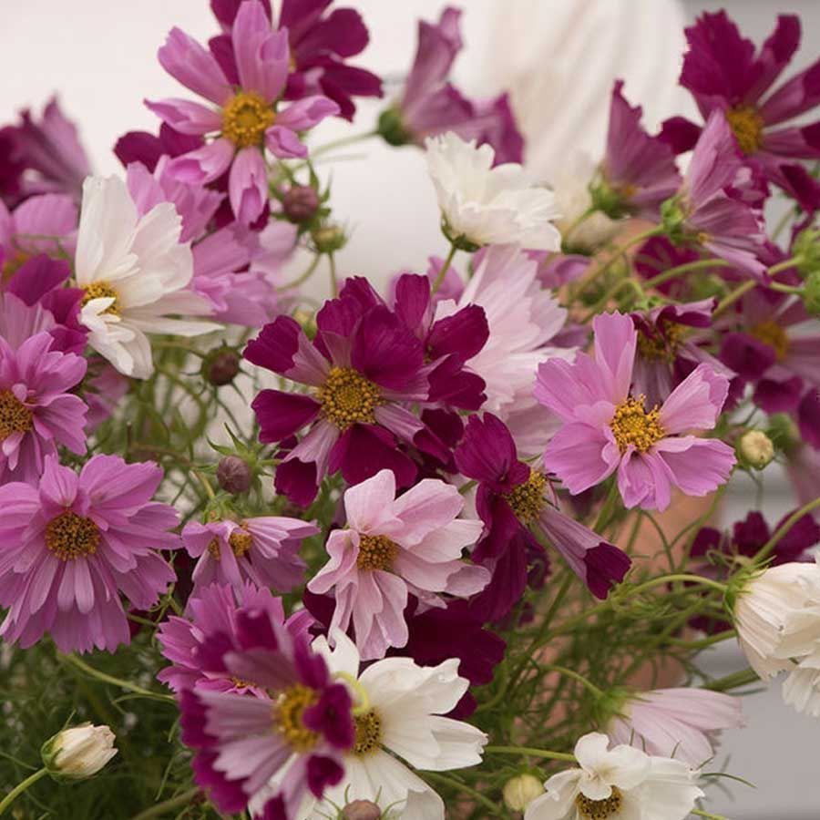 Piante & sementi: 100 Samen Cosmea SEA SHELLS Schmuckkörbchen – Nuovo (secondo la descrizione) da Ehrendingen venduto da VerveinaSamen 2