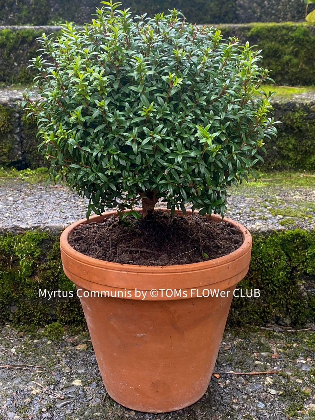 Plantes & graines: Myrtus Communis - duftende Myrte - Steckling oder Stämmchen – Neuf avec emballage d'origine à Adliswil par astom369