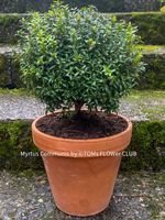 Myrtus Communis - duftende Myrte - Steckling oder Stämmchen