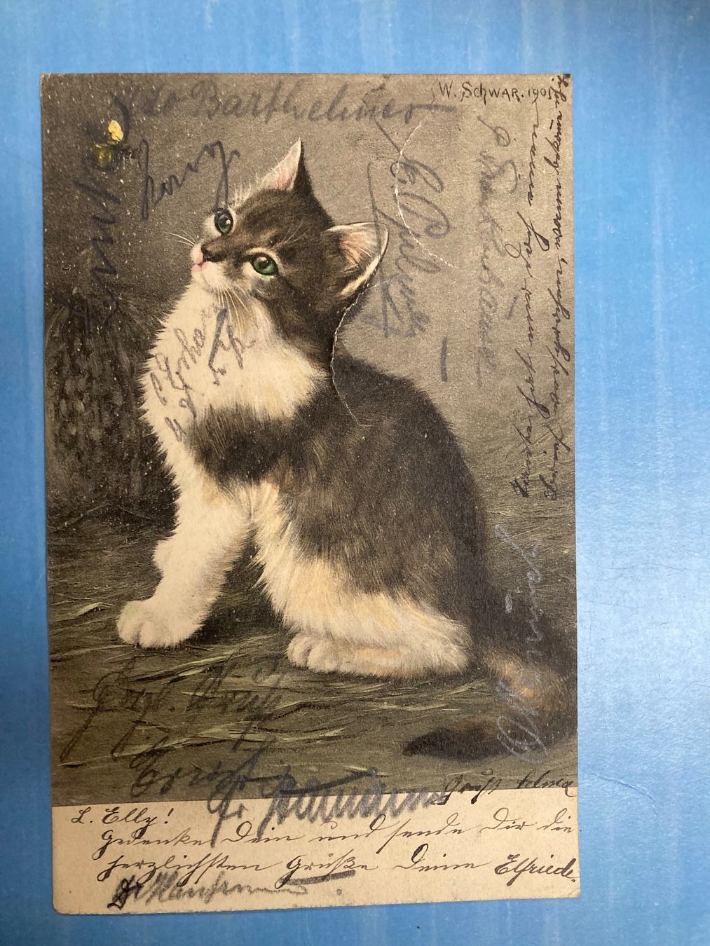 Cartoline postali: antike Postkarte - 1904 - Katze – Usato da zürich venduto da papalapa