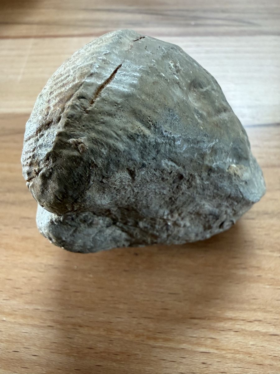 Fossili: Versteinerte Herzmuschel – Usato da Grenchen venduto da Bastet007