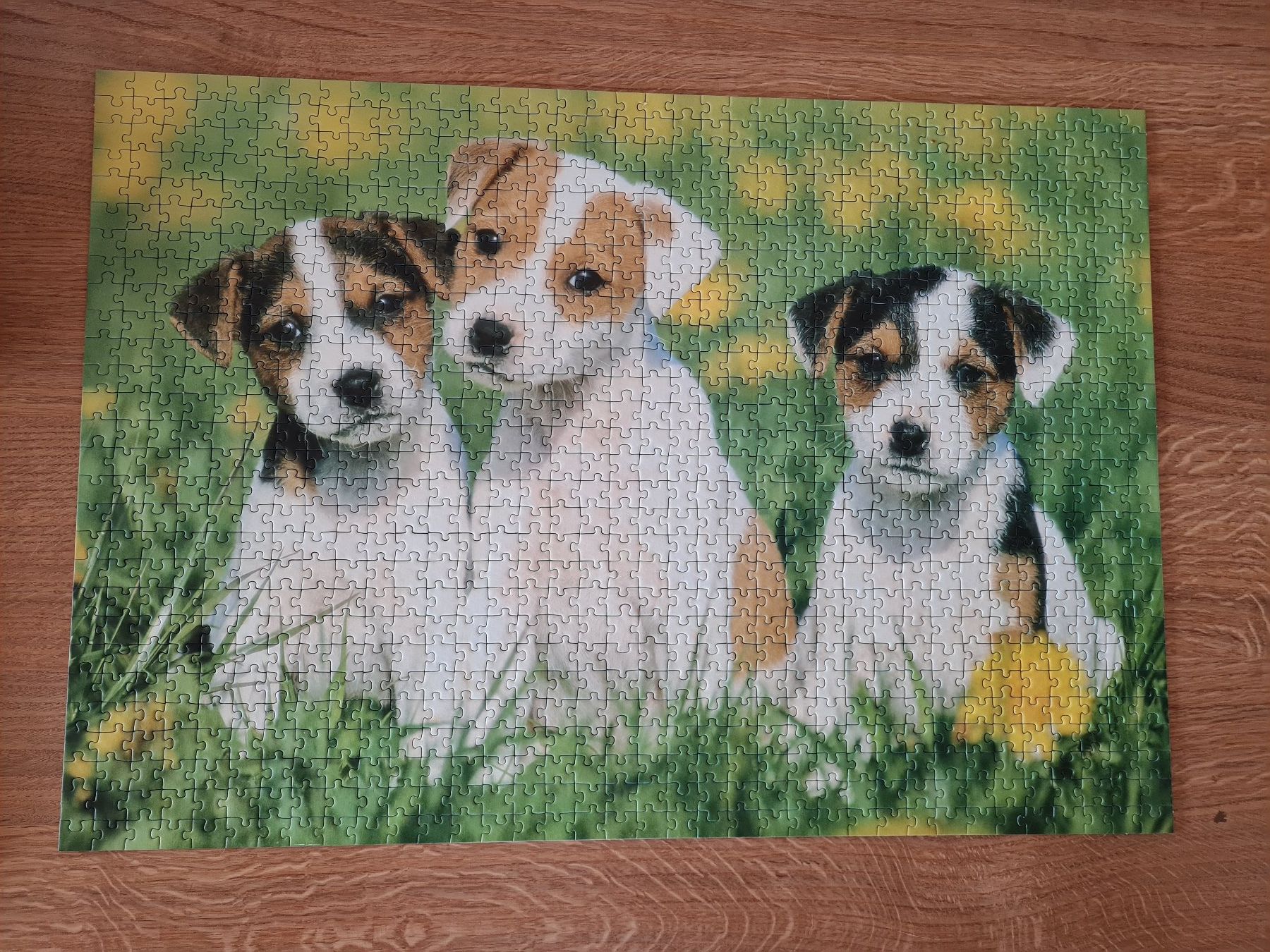 Puzzles: Puzzle Hunde 1000 Teile – Gebraucht aus Lüterkofen von Bakoco 1