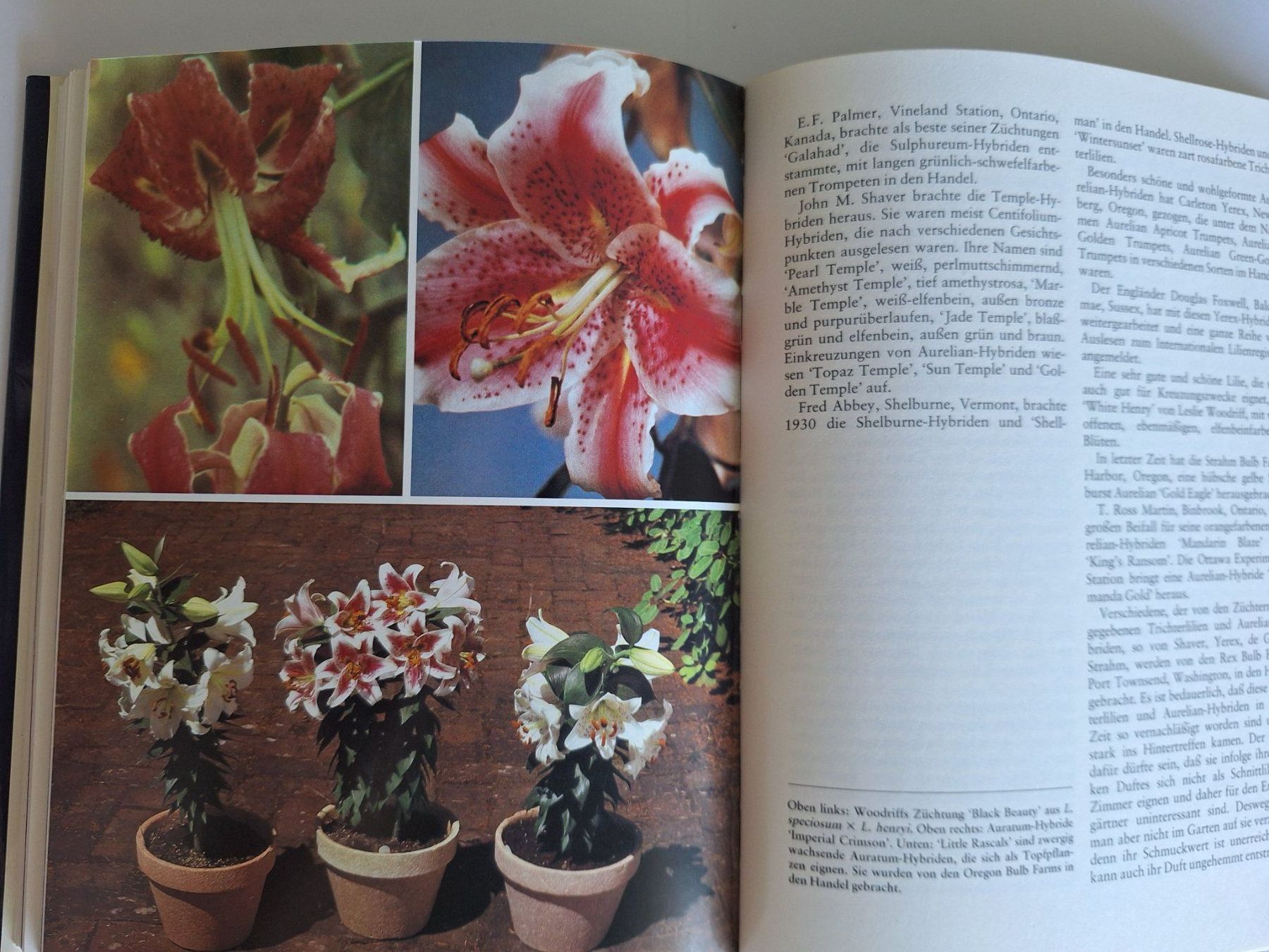 Libri: Lilien Buch, Feldmaier McRae Ulmer 1982 – Usato da Zürich venduto da t24_de 4