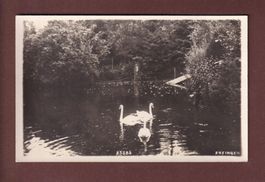 ZOFINGEN - Schwanen - Foto - 1930