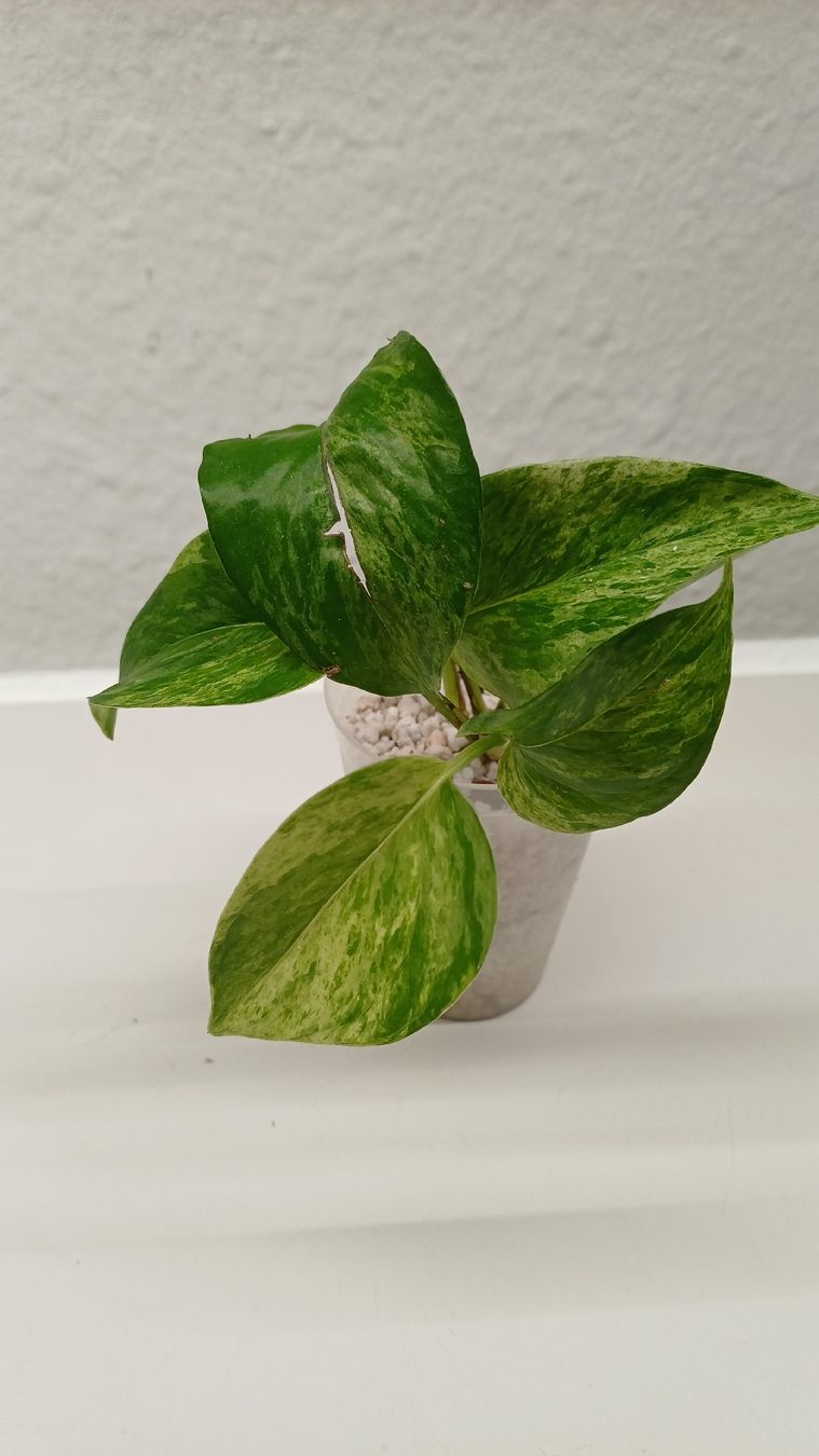 Plantes & graines: Monsteta BMF – D'occasion à Bern par uwi_8t7x 4
