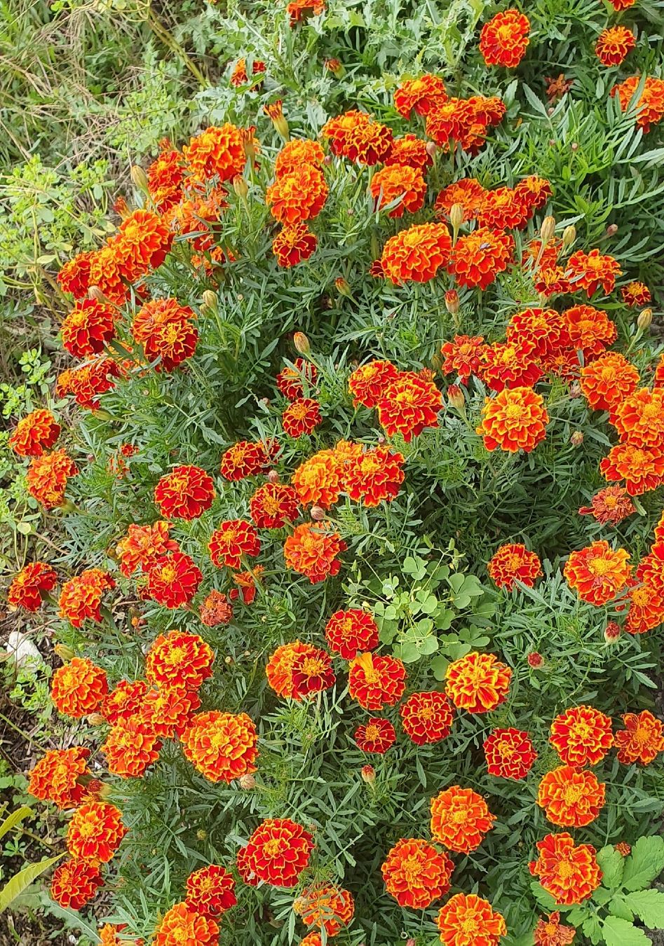 Pflanzen & Samen: Studentenblumen Tagetes Samen – Neu (gemäss Beschreibung) aus Bremgarten b. Bern von kat_59rw