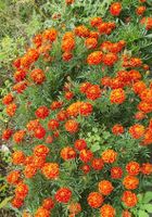 Studentenblumen Tagetes Samen