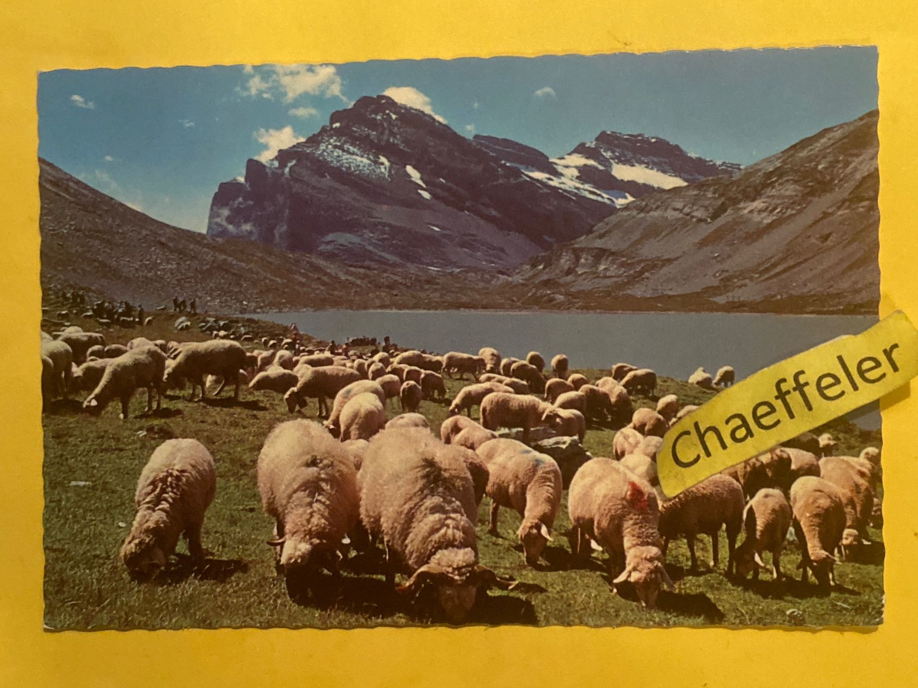 Cartoline postali: 1975 Walliserschafe am Daubensee. Blick auf Passhöhe und – Usato da Zürich venduto da Chaeffeler
