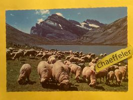 1975 Walliserschafe am Daubensee. Blick auf Passhöhe und