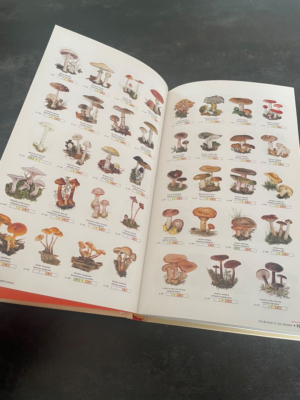 Libri: Livre Guide des Champignons – Usato da Vallamand venduto da Bricbracbroc82 6