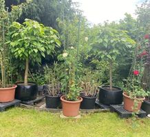 Kugelbaum Topf Gartenglück  Trompetenbaum Pflanzen Blumen