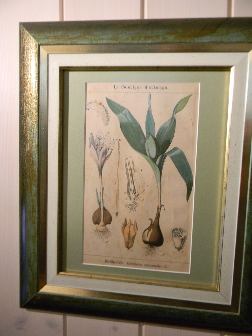 Dipinti: herbier ancien dans superbe cadre – Nuovo (secondo la descrizione) da Bournens venduto da monique048
