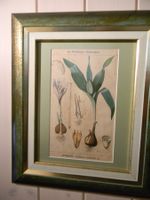 herbier ancien dans superbe cadre