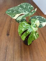 Monstera Thai Constellation💚